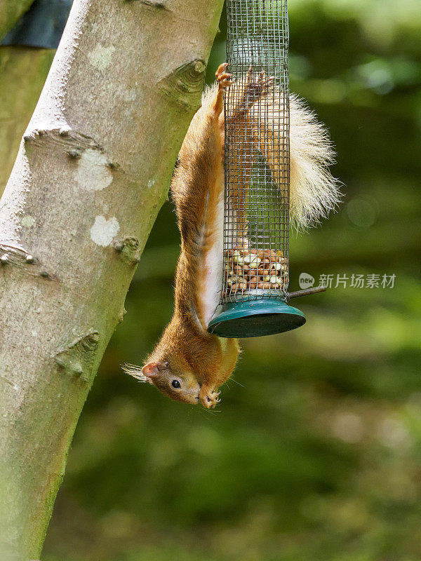 苏格兰红松鼠(Sciurus vulgaris)